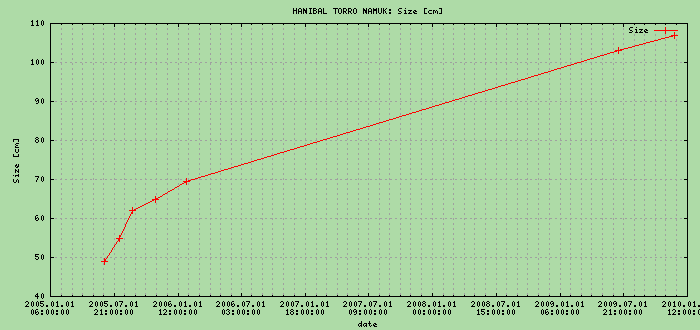 Size Graph of HANIBAL TORRO NAMUK